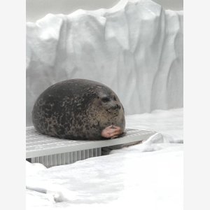 Seal Waiting Phoque